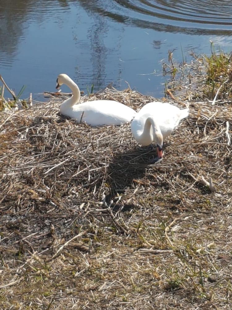 Photo Gallery swans